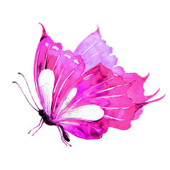 Naklejka na ściany i meble beautiful pink butterfly,watercolor,isolated on a white