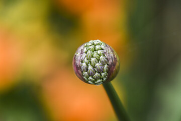 Head of growing wild alium flower in garden, spring time.