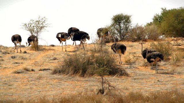 Ostriches walking on a dune