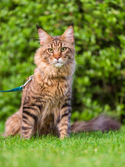 Black tabby Maine Coon cat with leash sitting on green grass in park. Pets walking outdoor adventure. 