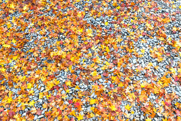 Beautiful maple on the ground stone background.