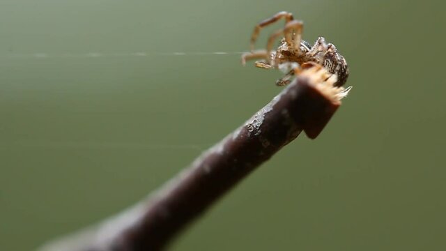 Паук который плетёт паутину. Насекомые в весеннем лесу. Spider who spins a web. Insects in the spring wood