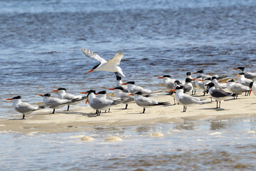 Caspian terns and laughing gulls on a sandbar