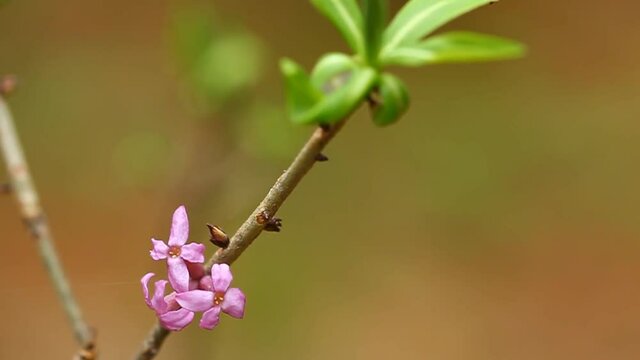 Цветок сирени. Яркие краски в весеннем лесу. Lilac flower. Bright paints in the spring wood