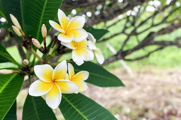 Room darkening curtains Frangipani plumeria flower ith soft-focus in the background. over light