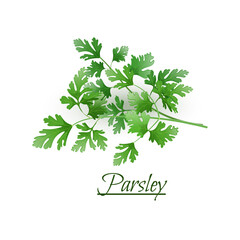 Sprigs of fresh delicious parsley in a realistic style, isolated on a white background