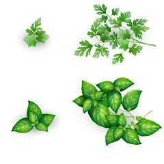 Set of parsley and mint in realistic style