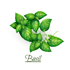 Sprigs of fresh delicious basil in realistic style