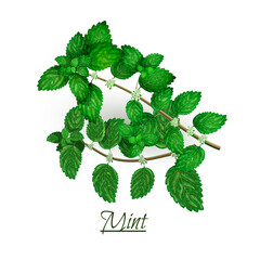 Sprigs of fresh delicious mint in realistic style