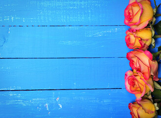 Fototapeta na wymiar Flowering yellow roses on a blue wooden background