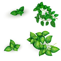 Set of basil and mint in realistic style
