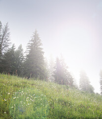 rays of the morning sun breaking through the clouds and fog to the meadow of coniferous forests in mountains