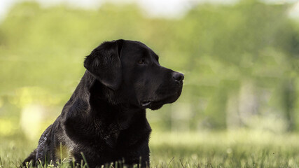 Labrador Retriever Portrait