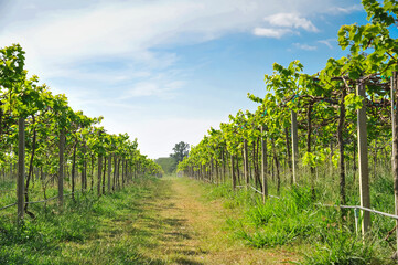 Fototapeta na wymiar green vineyards in Thailand, Grape farm