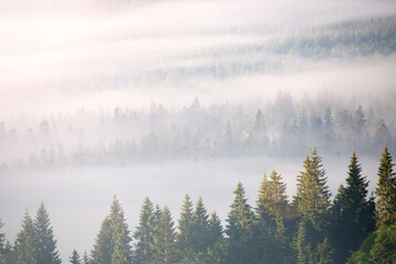 landscape with fog and spruce forest in the mountains