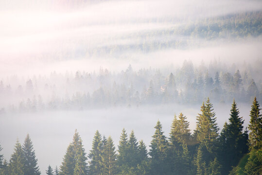 Fototapeta landscape with fog and spruce forest in the mountains