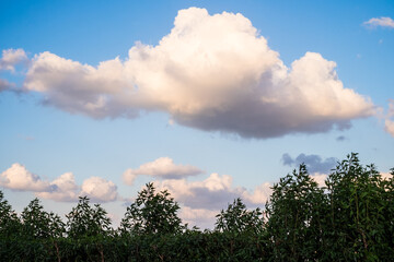 Fototapeta premium cloudy day