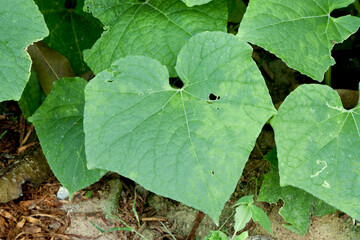 Cucumber leaves
