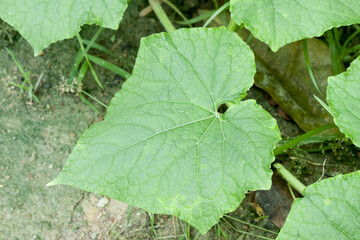 Cucumber leaves