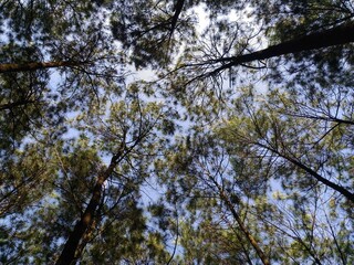 Pine tree tops