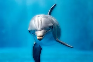 Raamstickers dolphin underwater on blues ocean close up look © Andrea Izzotti
