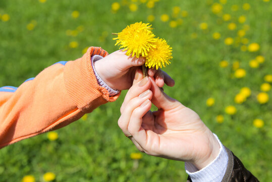 Close up of womans hand giving little  yellow  flower to child