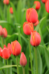 Multicolored tulips against the background of grass in the park