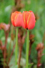 Fototapeta premium Wielobarwne tulipany na tle trawy w parku