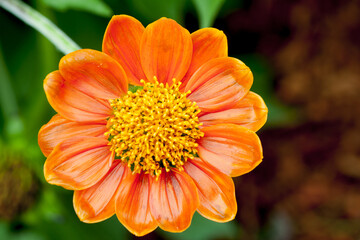 Zinnia elegans flower orange color with water on petal.