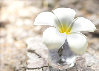 Close-up view. Plumeria spp. Or Frangipani flower is white-yellow on the ground is dry and light from the side.