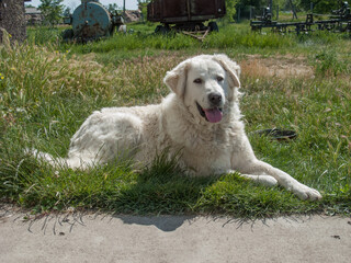 Ungarischer Kuvasz - 157292532