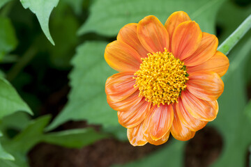 Zinnia elegans flower orange color with water on petal.