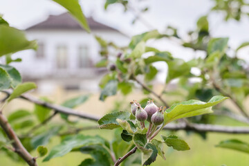young apple fruits