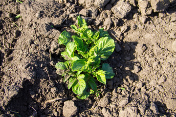 Young potato plant growing on the vegetable garden