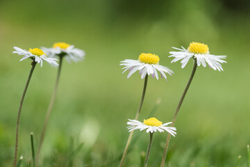 Close up photo of bellis flowers in a lawn seen from the side at ground level © JGade