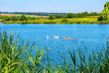 Photo of swans on the beautiful blue lake