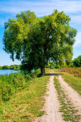 Obraz premium Photo of willow tree near beautiful blue lake with road
