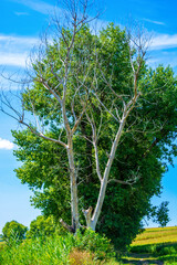 Fototapeta premium Photo of dry and living tree at summer