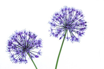 alium flowers looks like dandelion flowers with water drops on a white background - obrazy, fototapety, plakaty