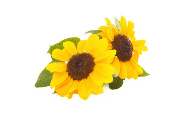 spring summer sunflower isolated on white background
