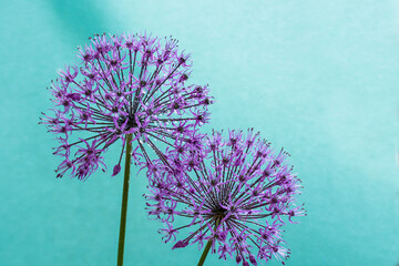 alium flowers looks like dandelion flowers with water drops over cyan background - obrazy, fototapety, plakaty
