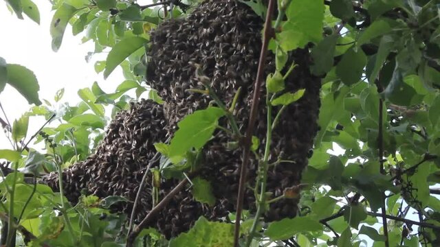 Formation of a new colony of bees.
Bee swarm gathers on a tree branch.
