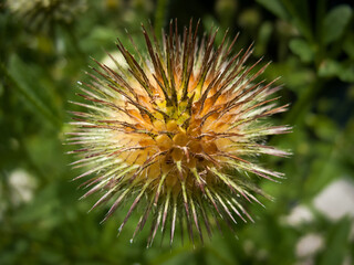 Distel