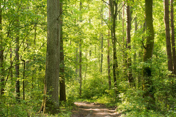 footpath in spring forest