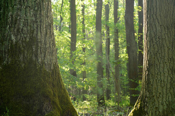 old oak trees in forest