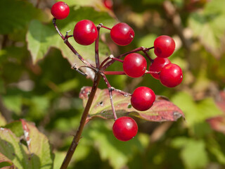 Rote Heckenkirsche