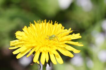 small green grasshopper (eyes) in dandelion, macro
