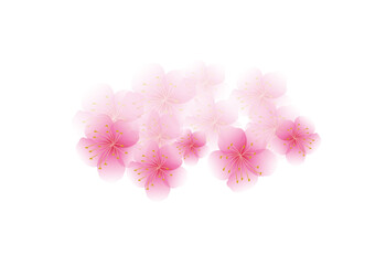 Cherry blossom flowers background. Sakura  pink flowers isolated background.