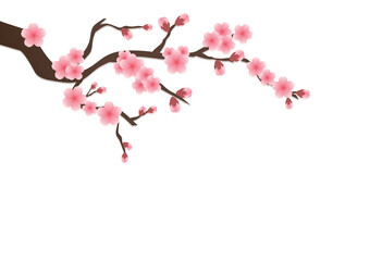 Cherry blossom flowers background. Sakura  pink flowers isolated background.