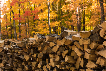 Wood Pile 
